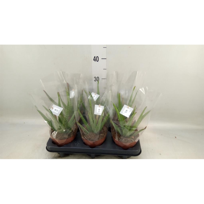 <h4>Aloe  'Mistral'</h4>