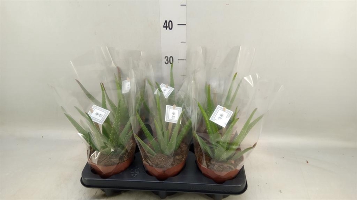 Aloe  'Mistral'