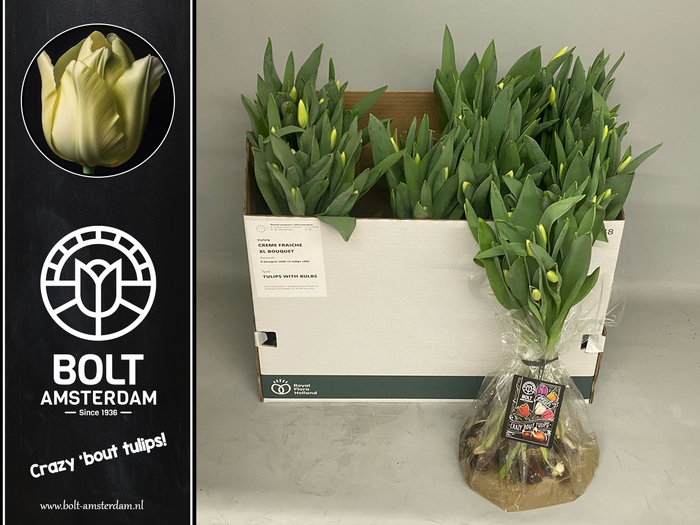 <h4>TU EN CREME FRAICHE</h4>