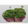 Ranunculus Romance Crown Bastille