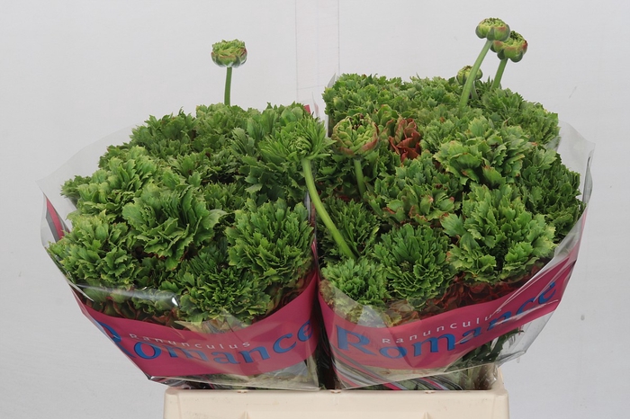 Ranunculus Romance Crown Bastille