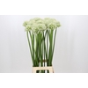 Allium Mount Everest