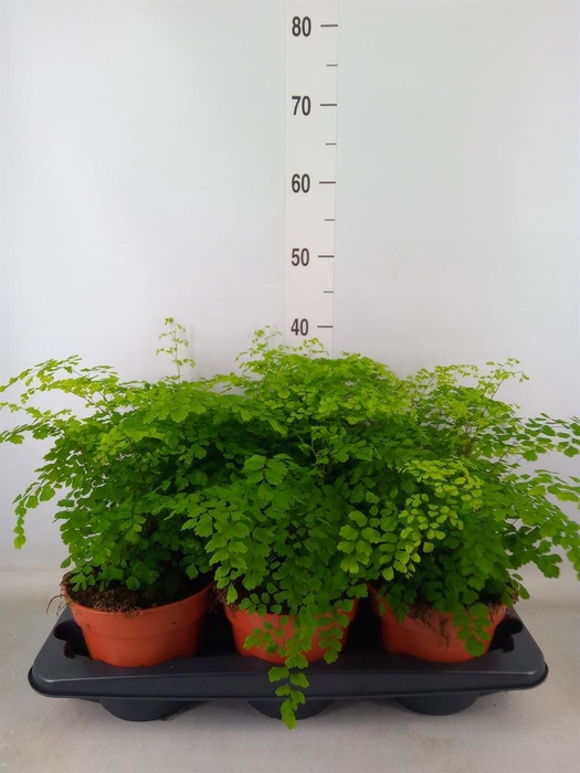 <h4>Adiantum raddi. 'Fragrans'</h4>