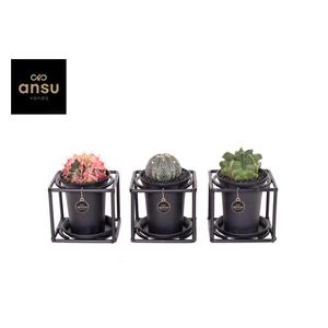 Exclusive Cactus Mix in design frame