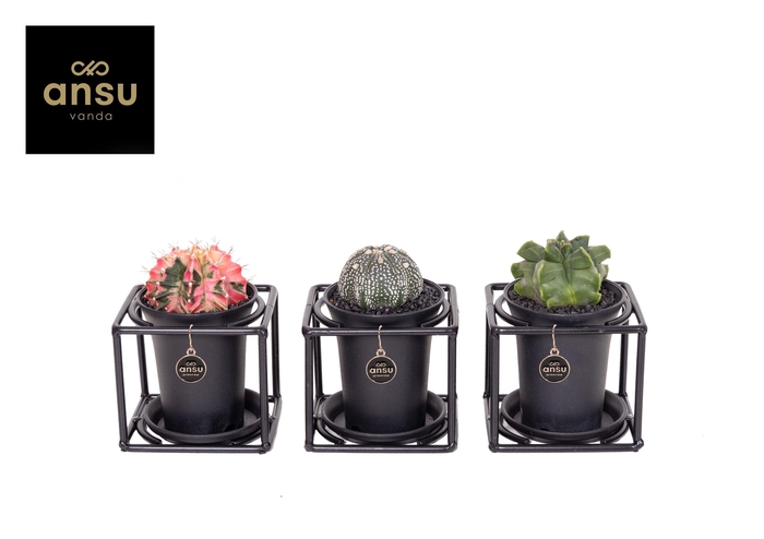 <h4>Exclusive Cactus Mix in design frame</h4>
