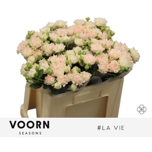 R Tr H La Vie Voorn Seasons