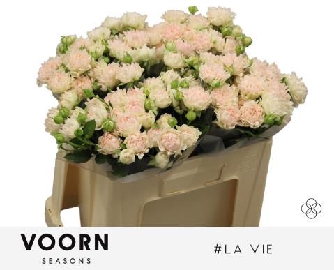 <h4>R TR H LA VIE</h4>