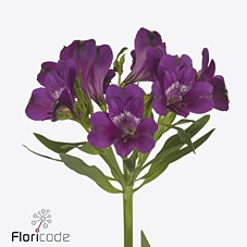 <h4>Alstroemeria maracana</h4>