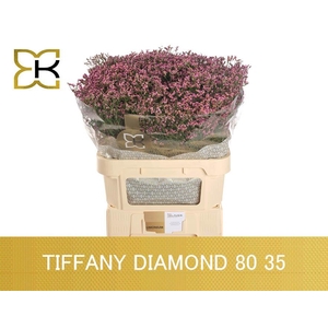 LIM SIN TIFFANY DIAM