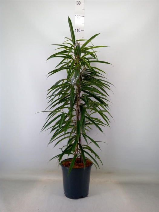 <h4>Ficus binn. 'Alii'</h4>