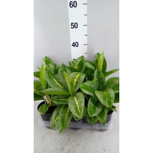 Aglaonema KB 'Lemon Mint'