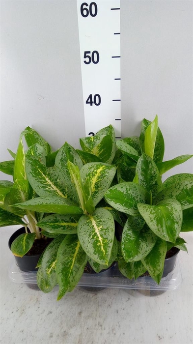<h4>Aglaonema KB 'Lemon Mint'</h4>
