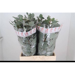 EUC POLYANTHEMO P BS