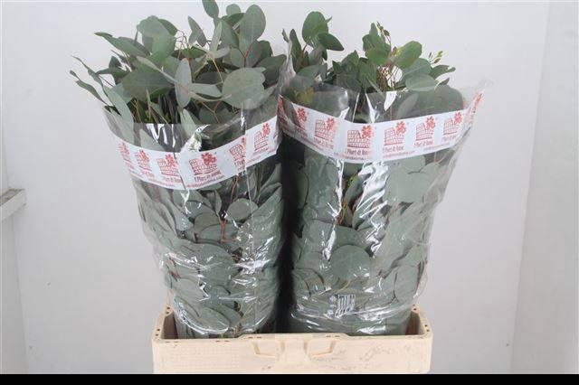 <h4>EUC POLYANTHEMO P BS</h4>