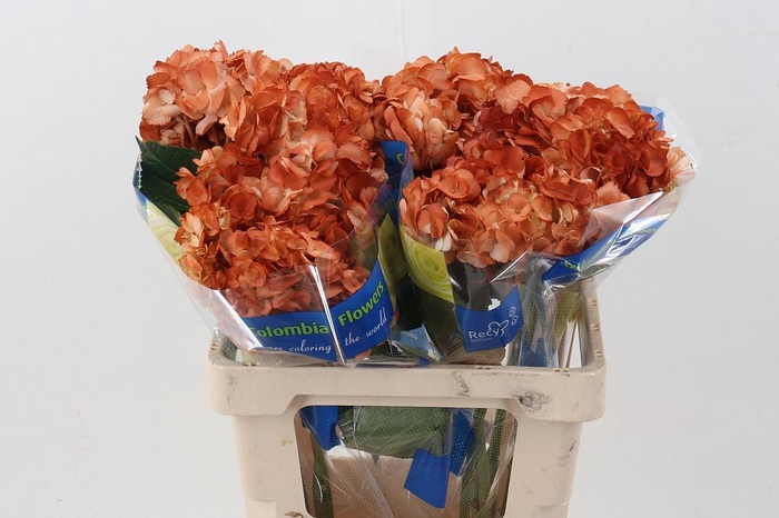 <h4>Hydr Coffee</h4>