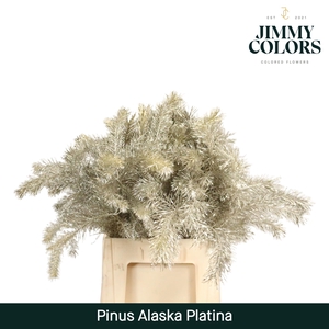 Pinus Alaska 60 Platina