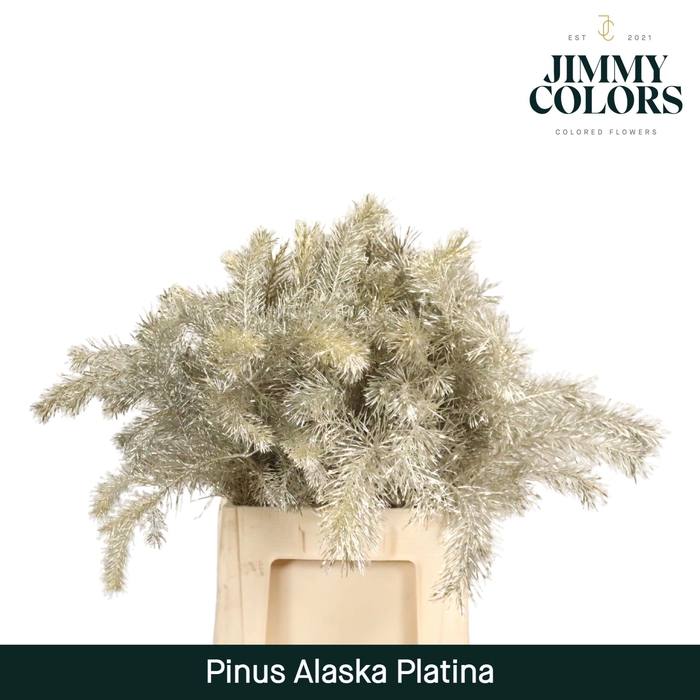 <h4>Pinus Alaska 60 Platina</h4>