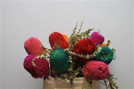 <h4>Banksia Speciosa Mixed Colors</h4>