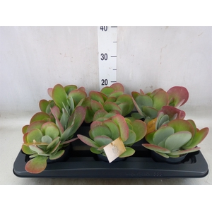 Kalanchoe NF thyrsiflora