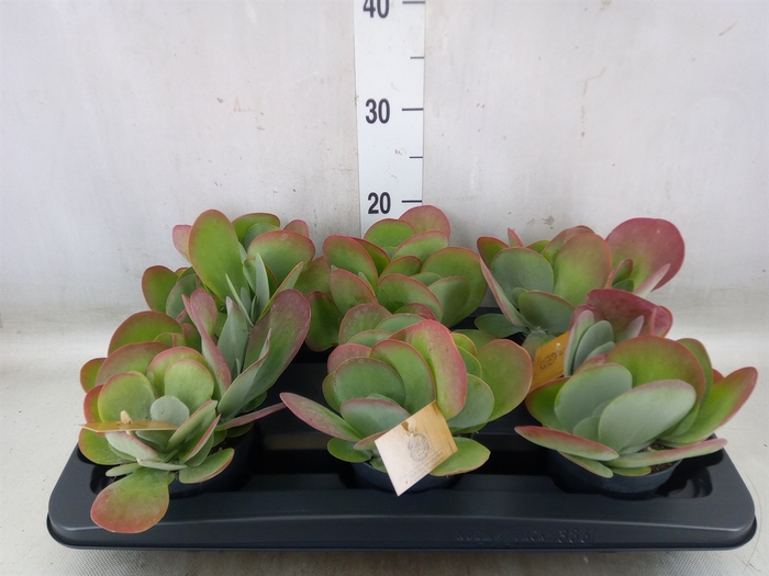 <h4>Kalanchoe NF thyrsiflora</h4>