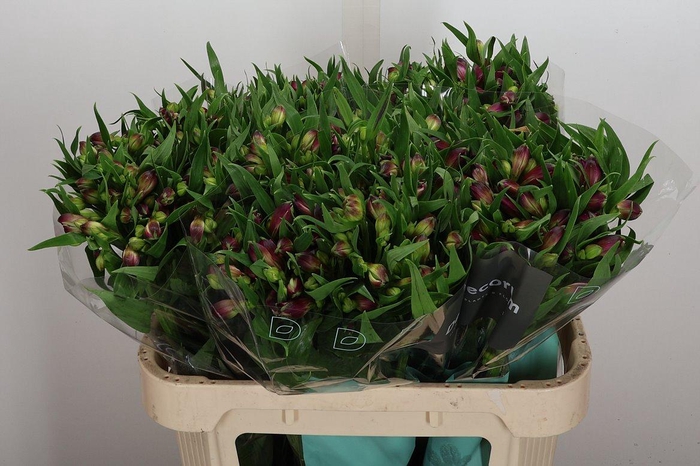 <h4>Alstr Kimora</h4>