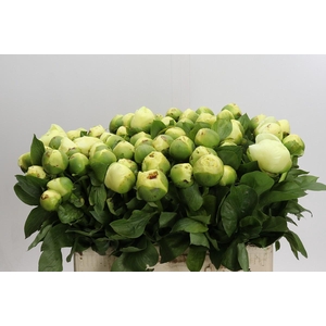 Paeonia Lemon Chiffon