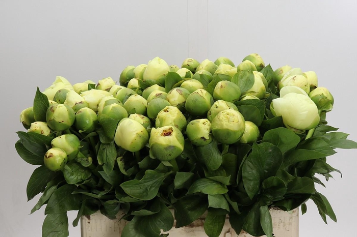 Paeonia Lemon Chiffon