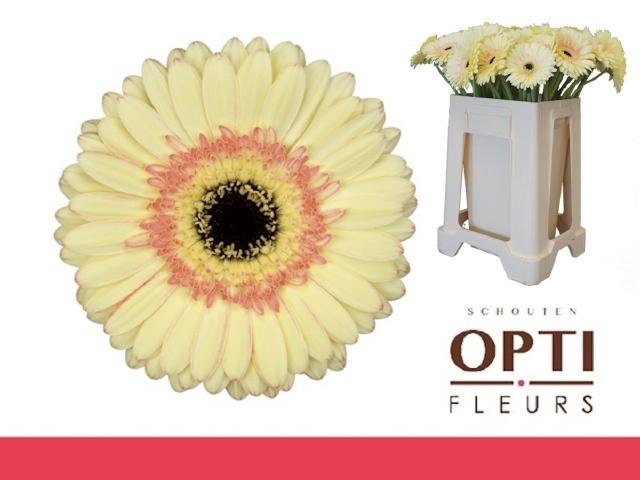 <h4>GE GR CARTIZZE</h4>