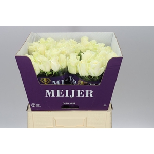 Rosa Gr Avalanche Meijer