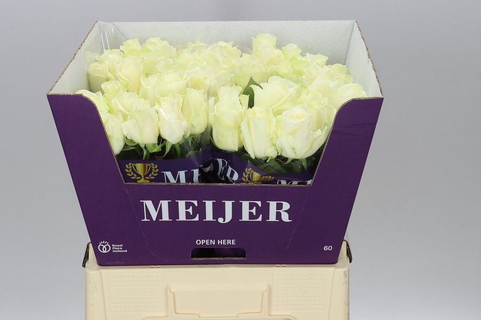 <h4>Rosa Gr Avalanche Meijer</h4>