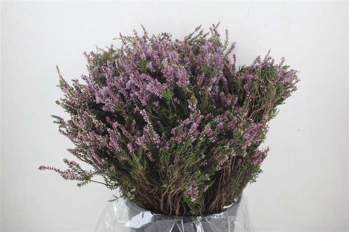 <h4>Erica Rose P Bunch</h4>
