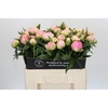 Paeonia Pink Giant