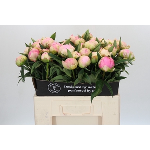 Paeonia Pink Giant