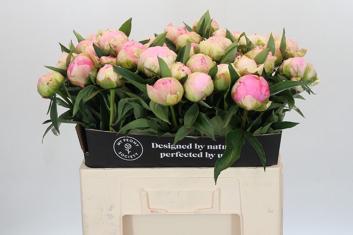Paeonia Pink Giant