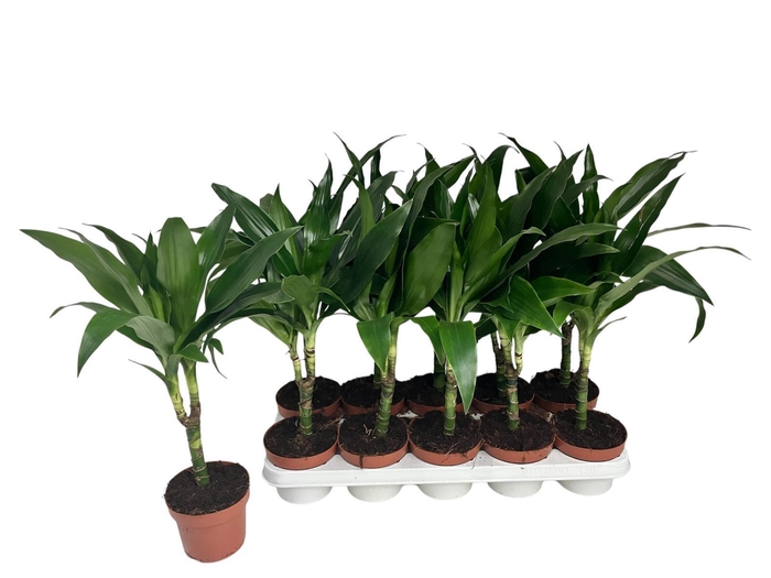 <h4>DRA FRAG JANET CRAIG</h4>