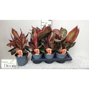 CANNA PHASION