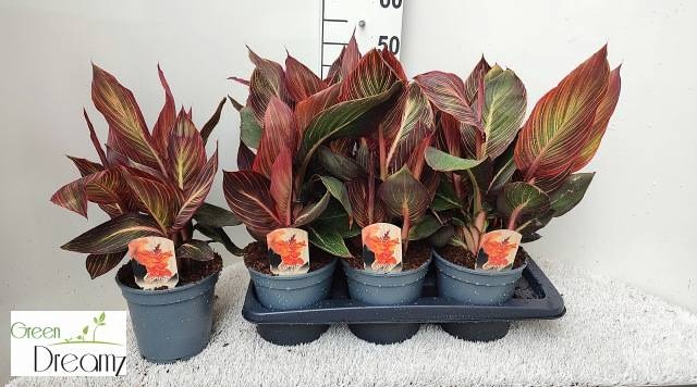 <h4>CANNA PHASION</h4>