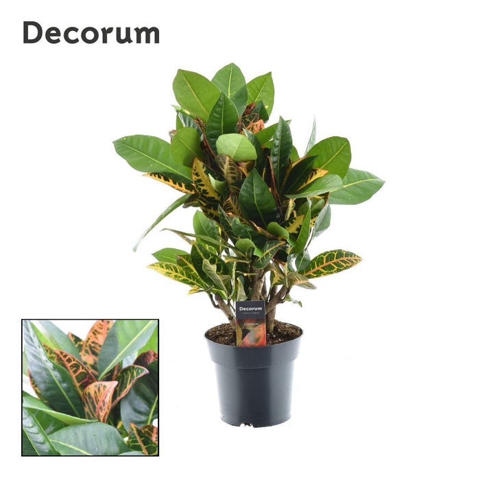 <h4>Codiaeum Petra</h4>