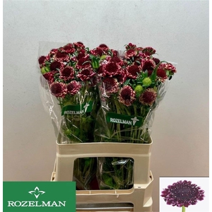 SCAB AT SW CHE SCOOP