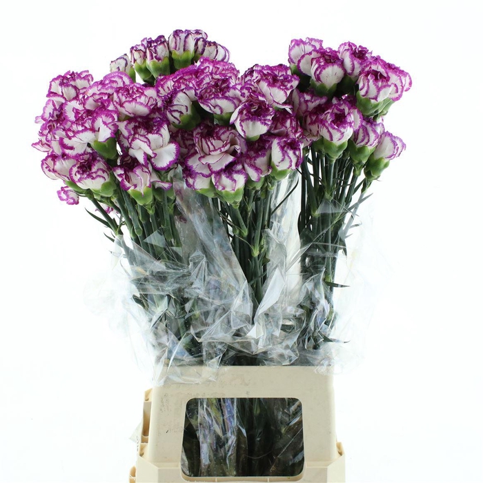 <h4>Di St Col Kino</h4>