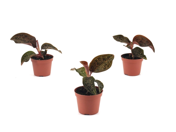 <h4>Anoectochilus Chapanensis</h4>