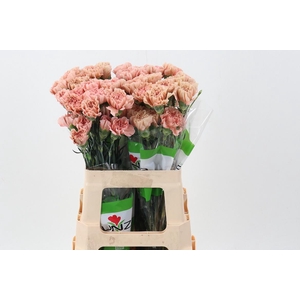 Di St Honey 60cm