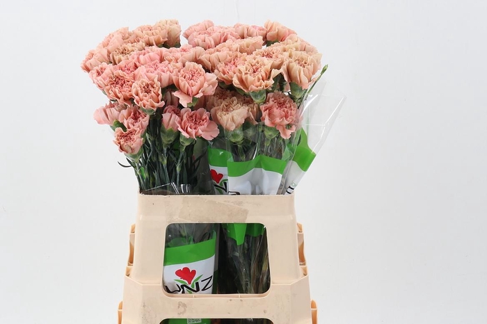 <h4>Di St Honey 50cm</h4>