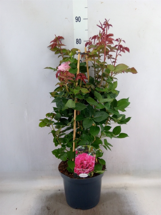 <h4>Rosa ST  ...</h4>
