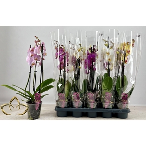 PHAL GEM