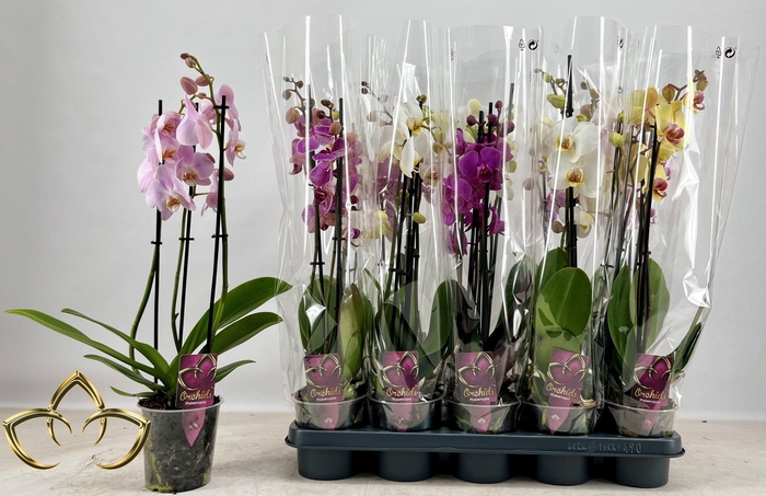 PHAL GEM
