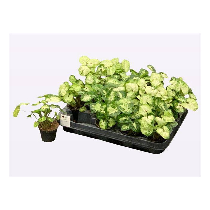 <h4>Syngonium White Butterfly 7Ø 15cm</h4>