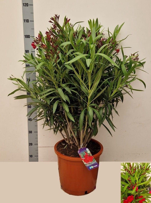 <h4>NERI OLEANDER</h4>