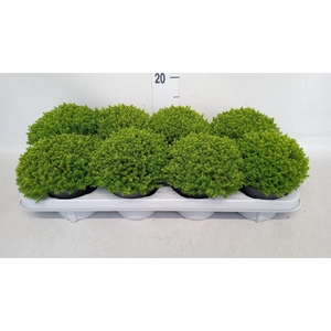Hebe  'Emerald Gem'