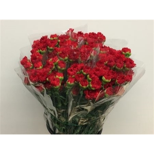 Di St Eros Red
